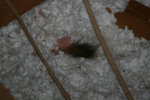 IMG_1546, One of Two Squirrel Tails.JPG